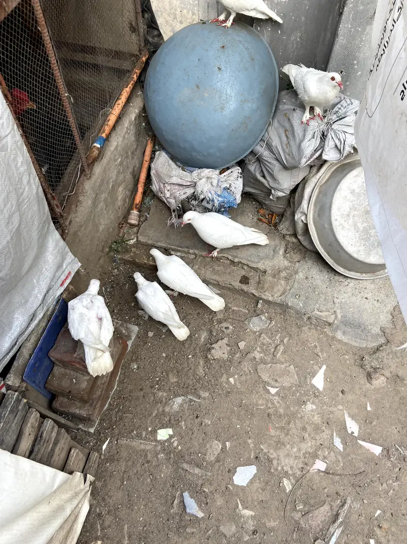 pigeon for sale — photo 2