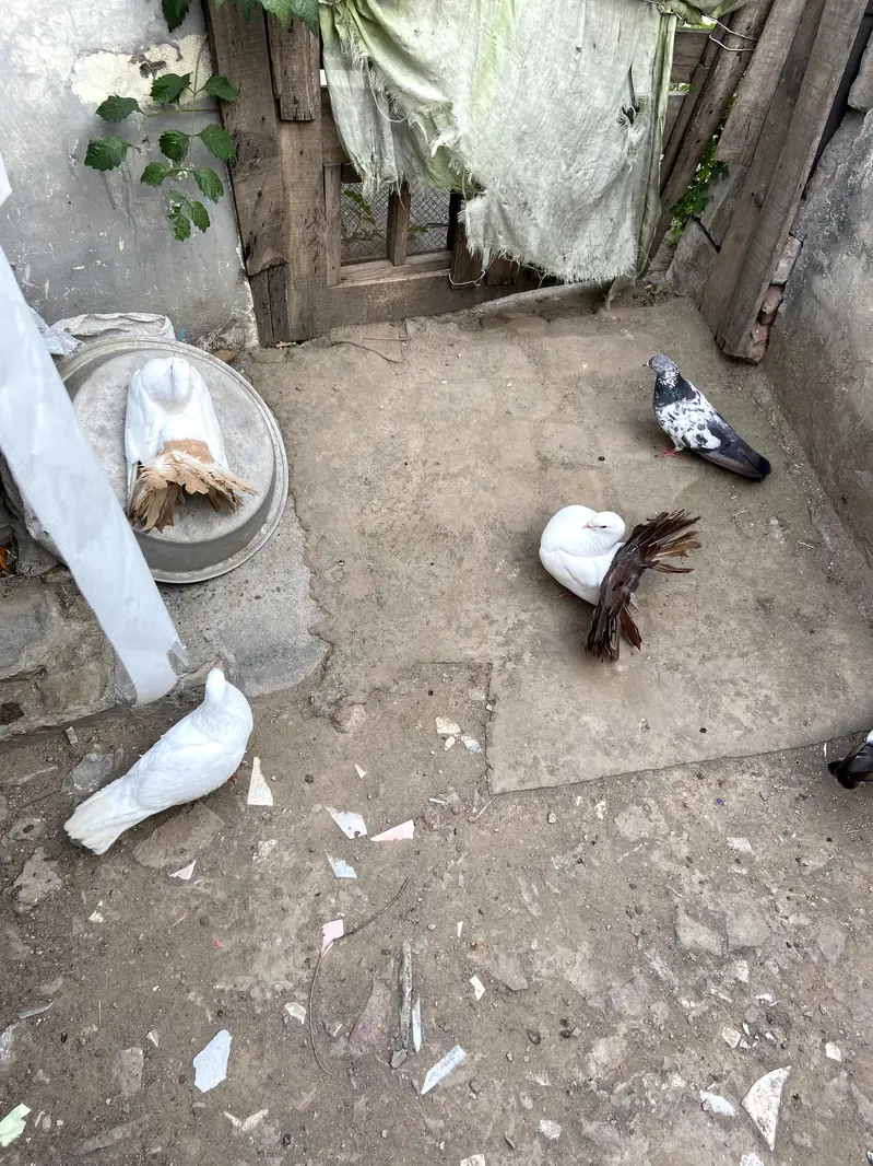pigeon for sale — photo 3
