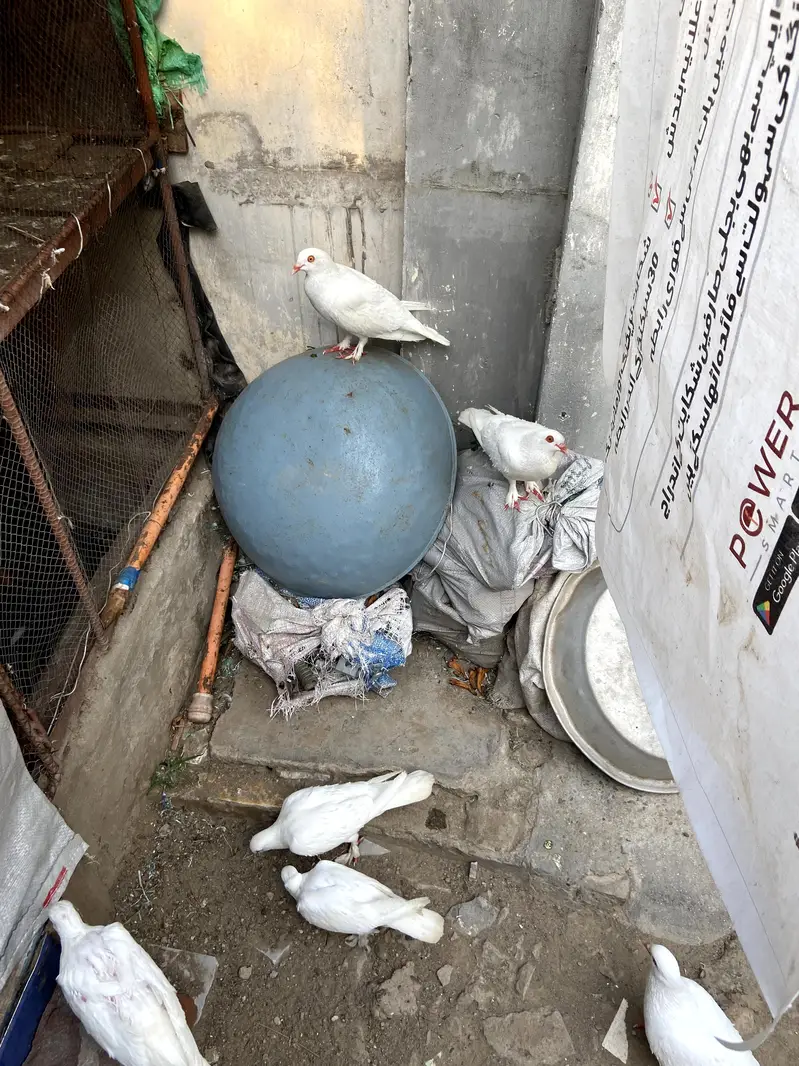 pigeon for sale — photo 5