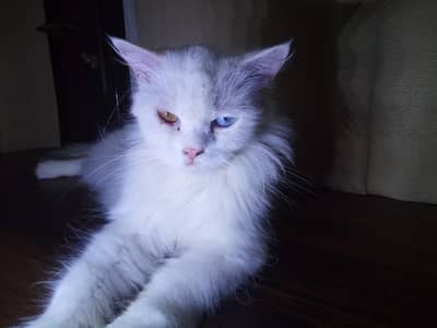 Persian cat for sale