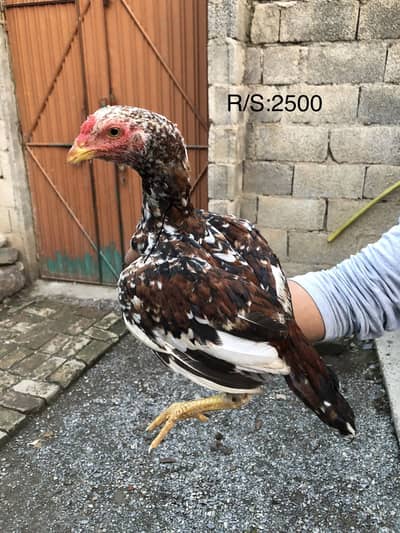Aseel home breed available for sale