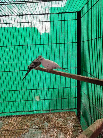 pied doves breeder pair