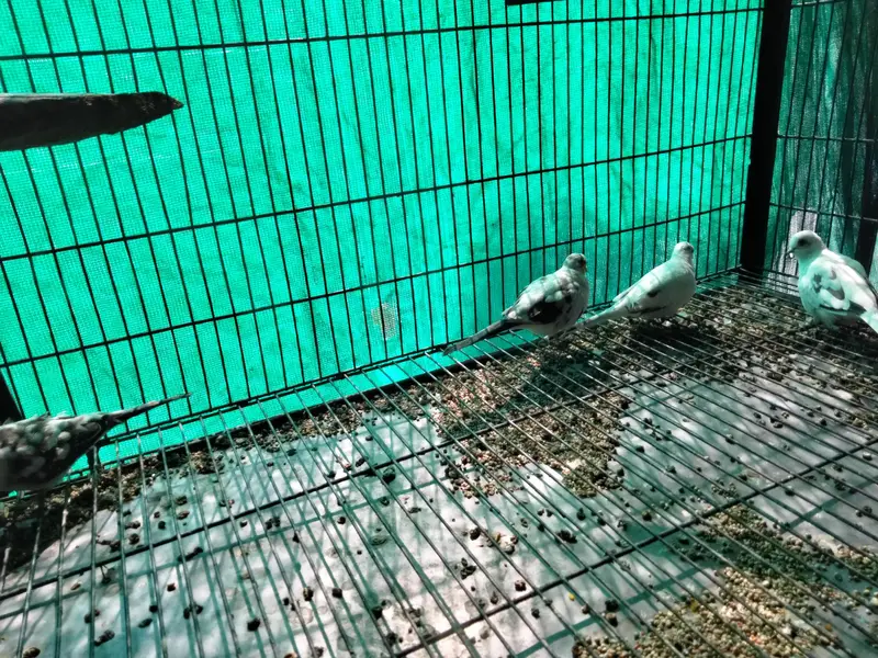 pied doves breeder pair — photo 3