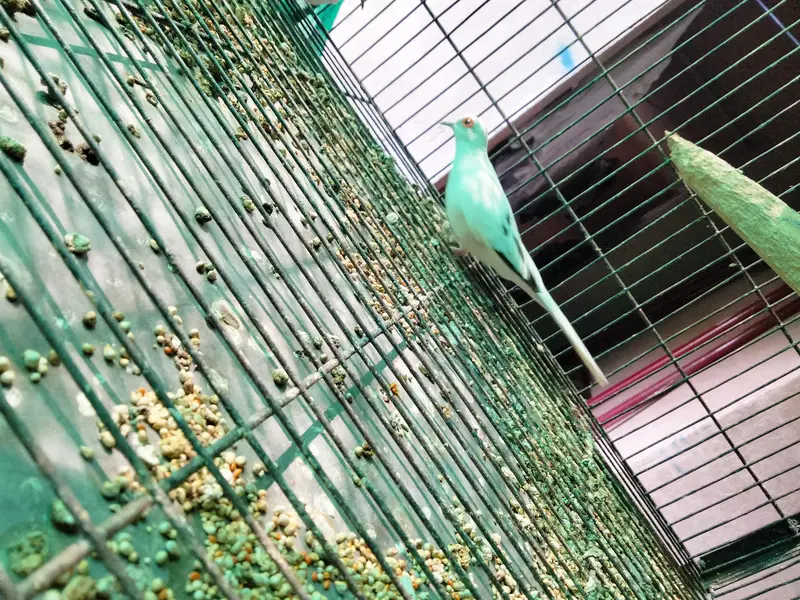 pied doves breeder pair — photo 4