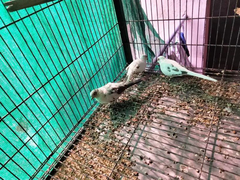 pied doves breeder pair — photo 5
