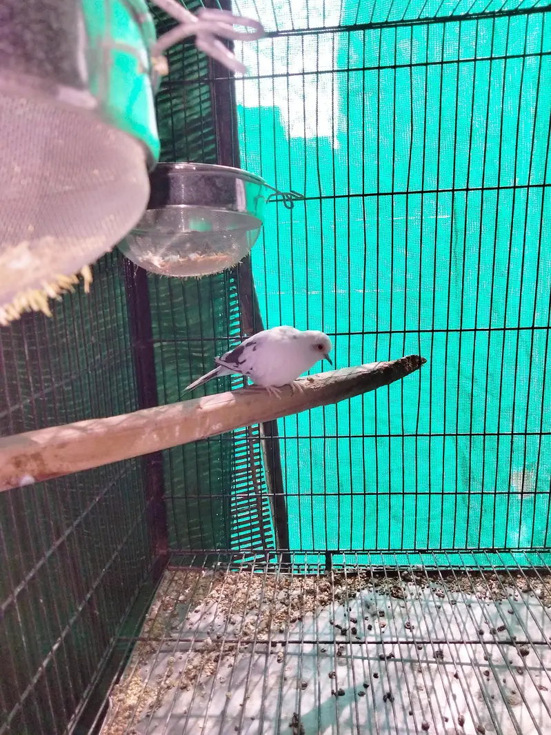 pied doves breeder pair — photo 6