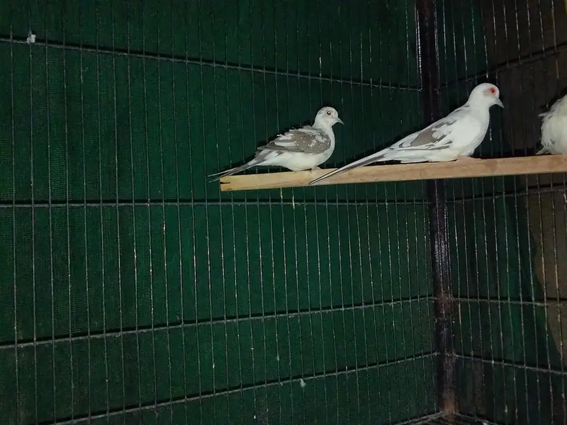 pied doves breeder pair — photo 7