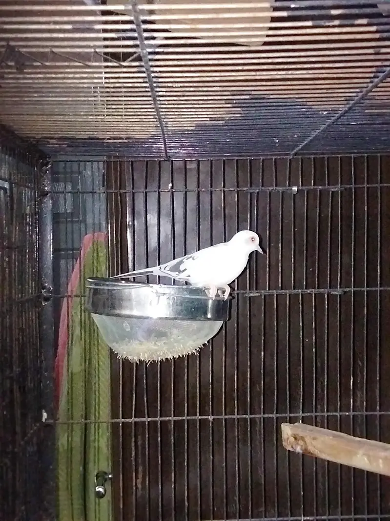 pied doves breeder pair — photo 8