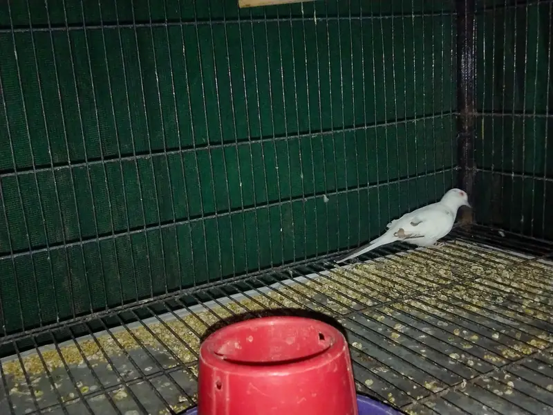 pied doves breeder pair — photo 9