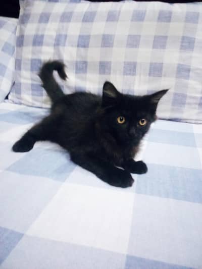 Serbian Maine coon mix females