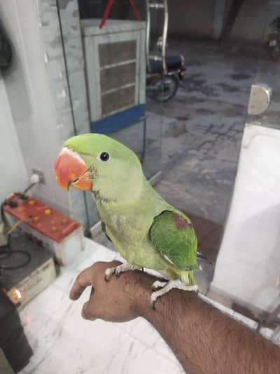 raw parrot
