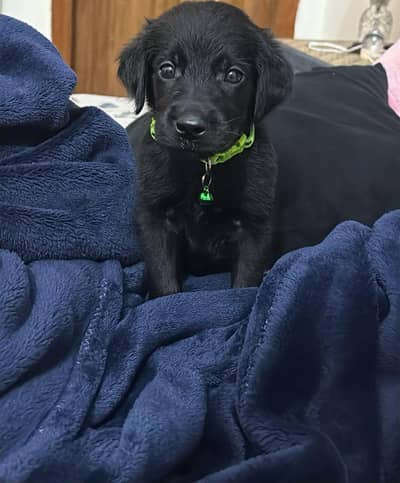 Labrador Puppy Pure Quality for sale