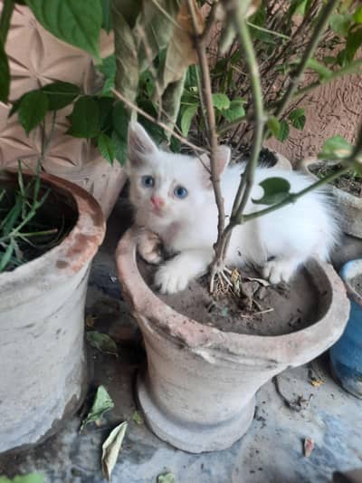 Persian Kittens  ( Each 6k] Final