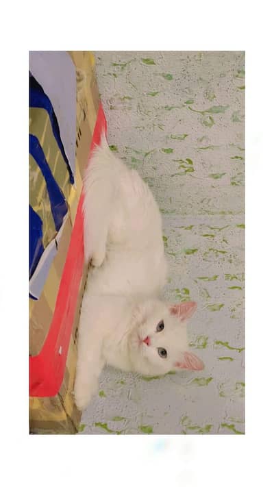 Persian Cats for Sale