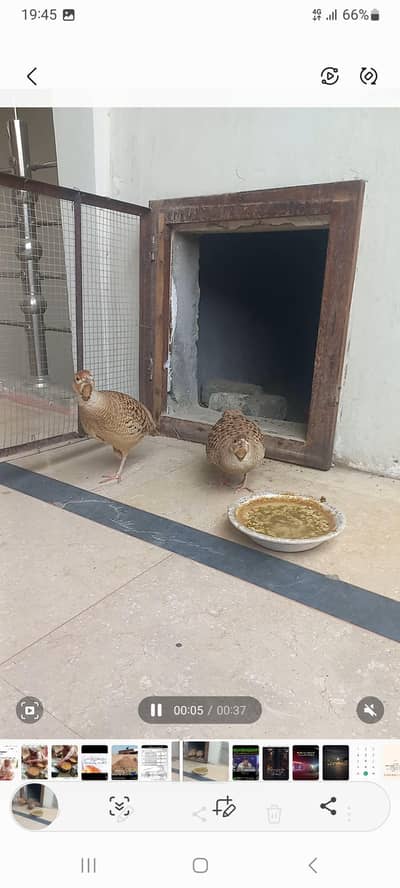 Dakni Teetar Breeding Pair