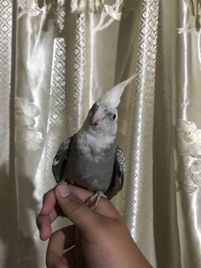 Taimed friendly cocktail