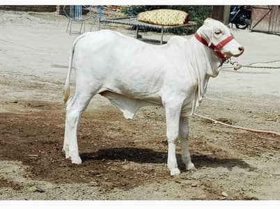 1 Number chlolistani breed