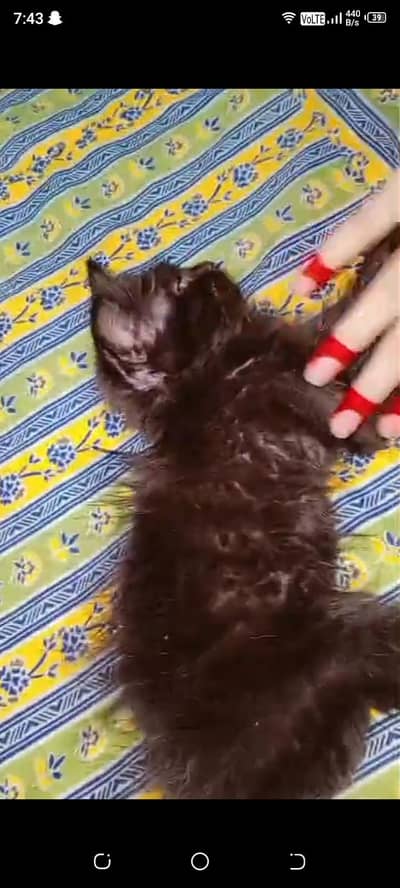 cute  my cat 
