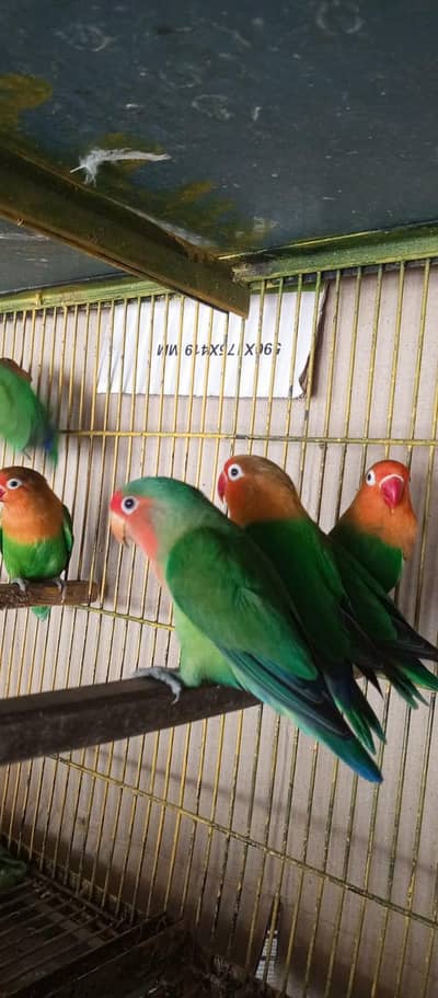lovebird pair healthy and active