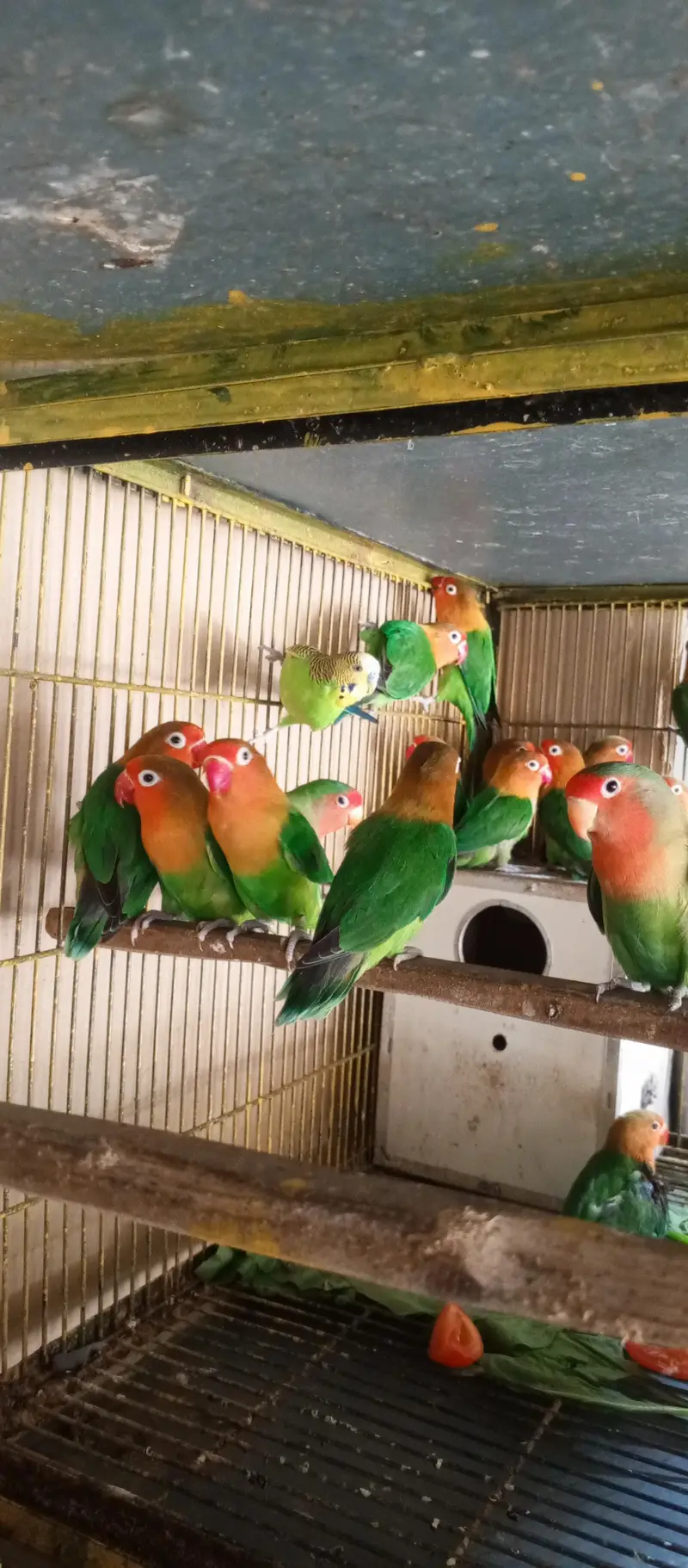 lovebird pair healthy and active — photo 2