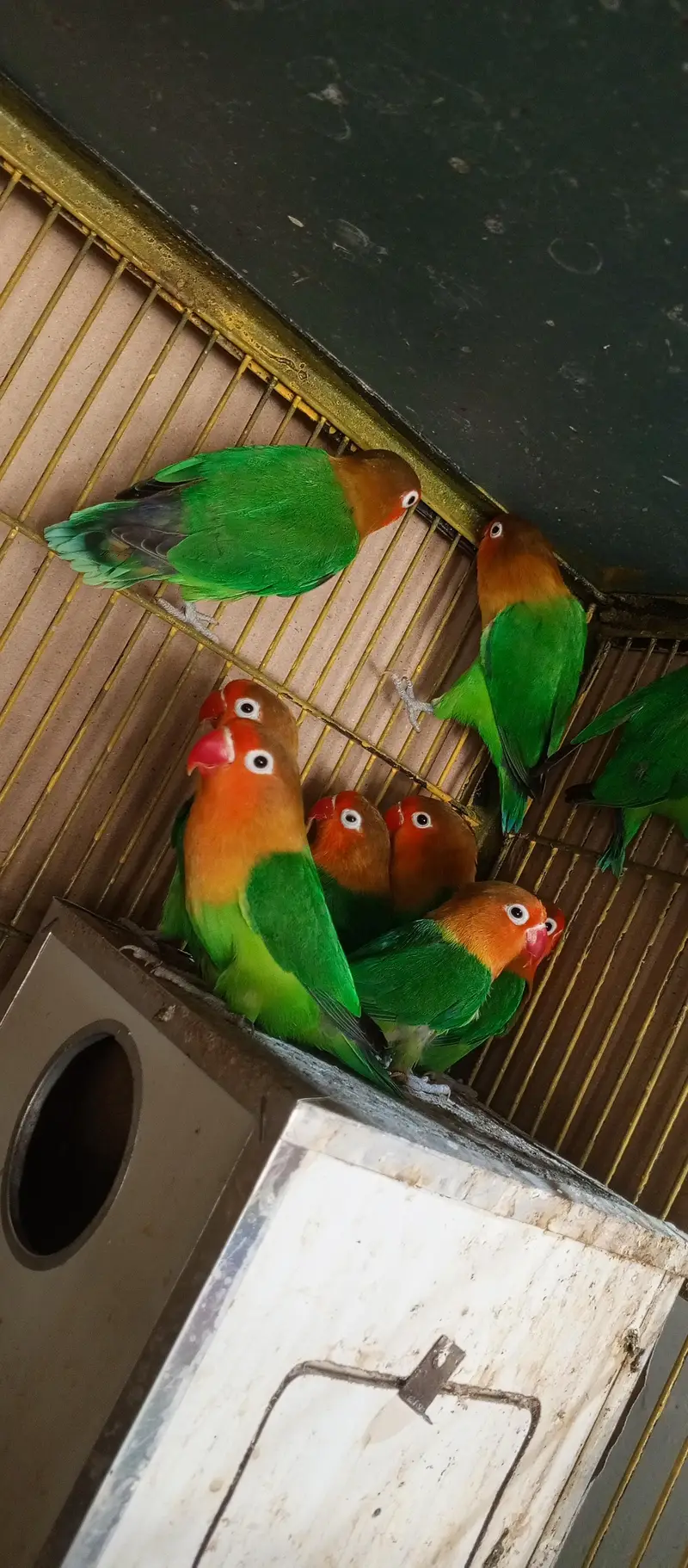 lovebird pair healthy and active — photo 3