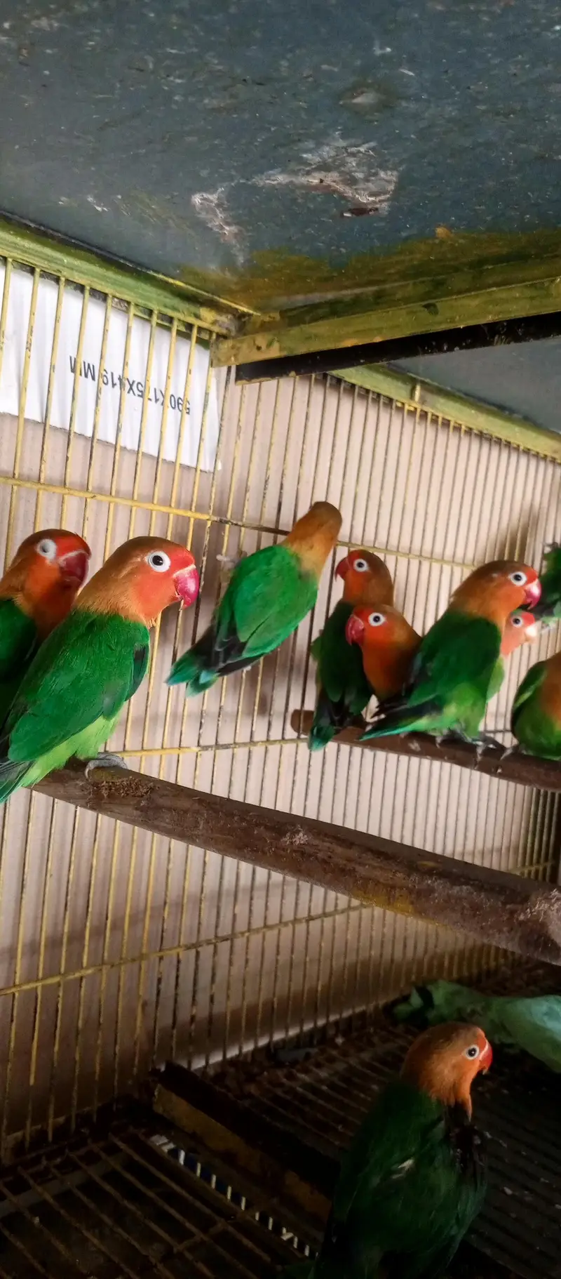 lovebird pair healthy and active — photo 4
