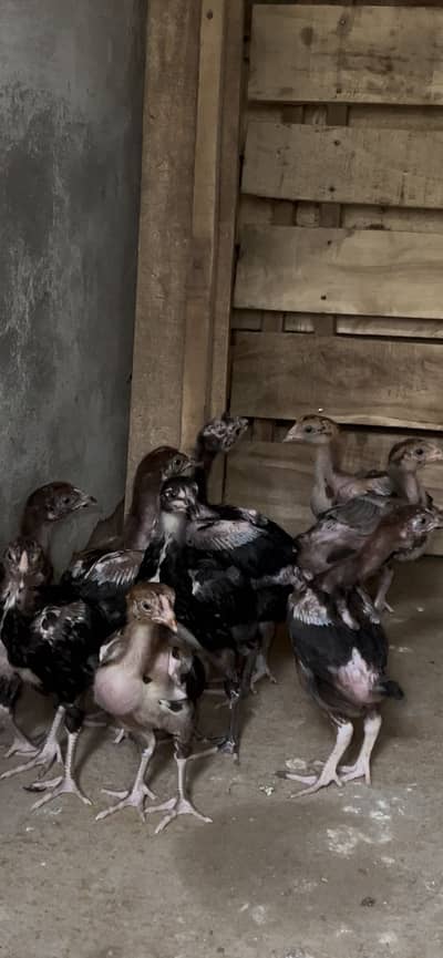 Aseel chicks