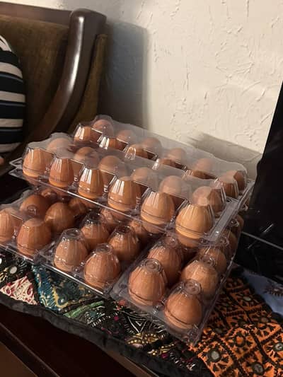 lohmann brown eggs