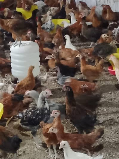 healthy active and fully vaccinated