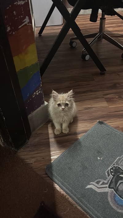 Persian cat