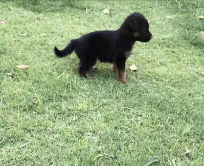 German shepherd puppy available puppies dog for sale