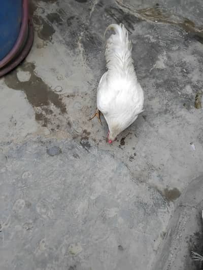 Breeder male for sale or is ki female be hai