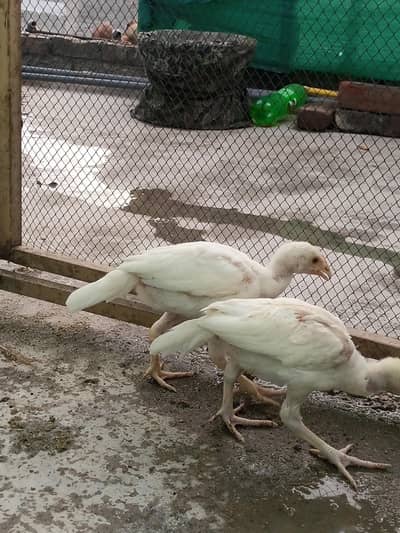 Quality white aseel