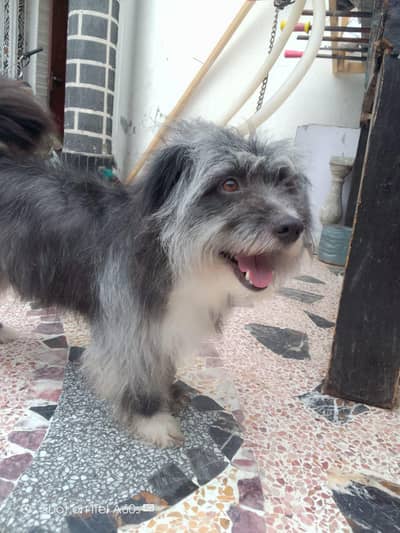 A cute Dog For Sale