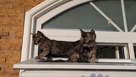 2 month old kitten for free adoption