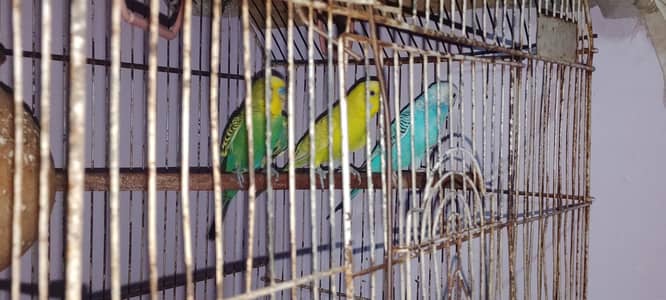 perrot for sell