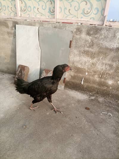 Aseel hen for sale in Rawalpindi