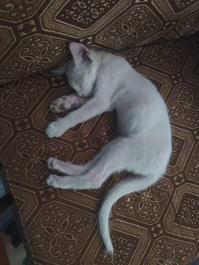 Turkish Angora breed