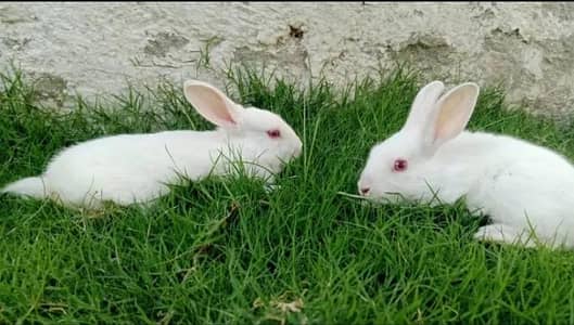 Rabbits