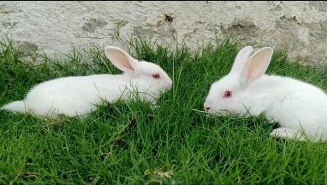 Rabbits 0