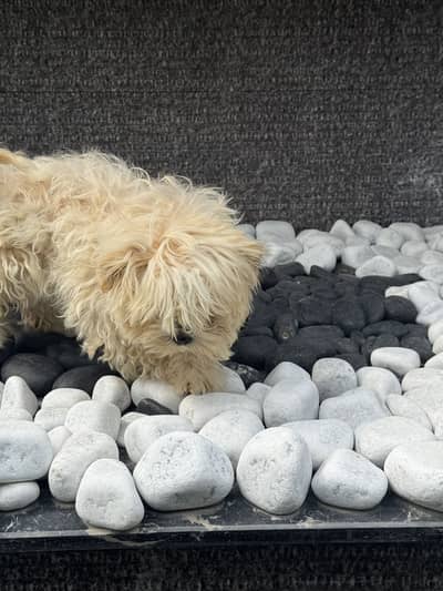 Shih Tzu dog