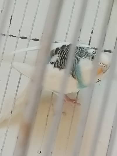 3 Breeder Pairs Very Beautiful