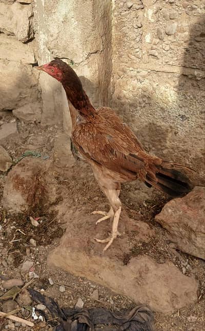 aseel mewali murgha