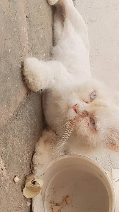 breader male for sale, triple coat trimmed