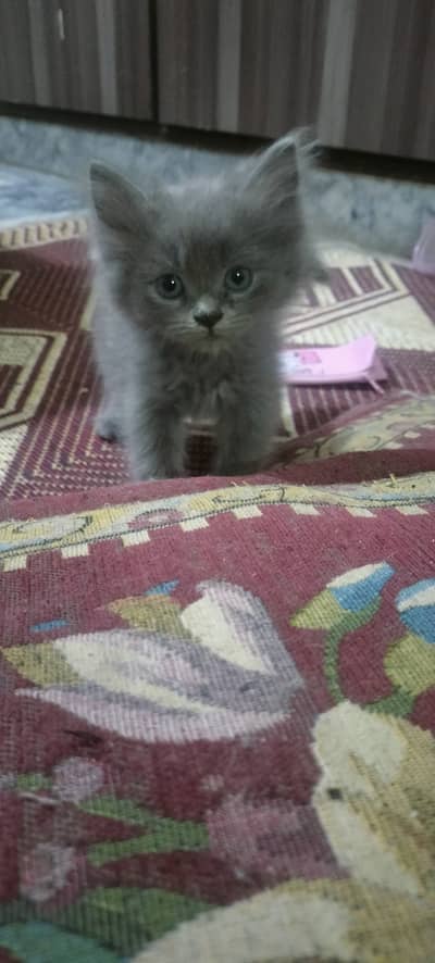 British Shorthair Kittens Available for Sale