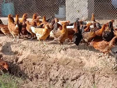 goldan misri hens