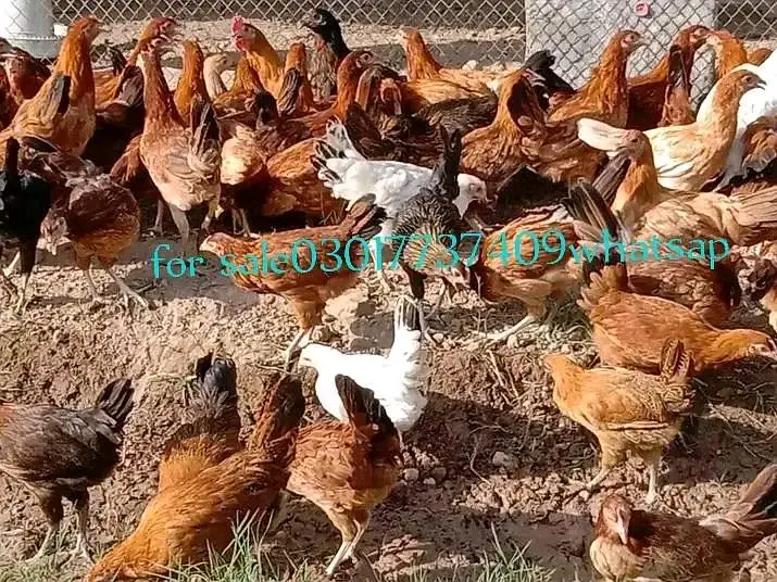 goldan misri hens — photo 3