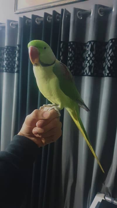 Raw male parrot hand taim