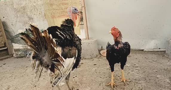 Turkey Birds / URGENT FOR SALE