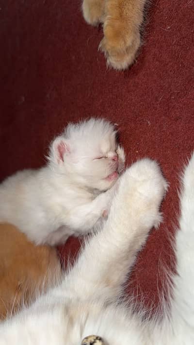 Kittens